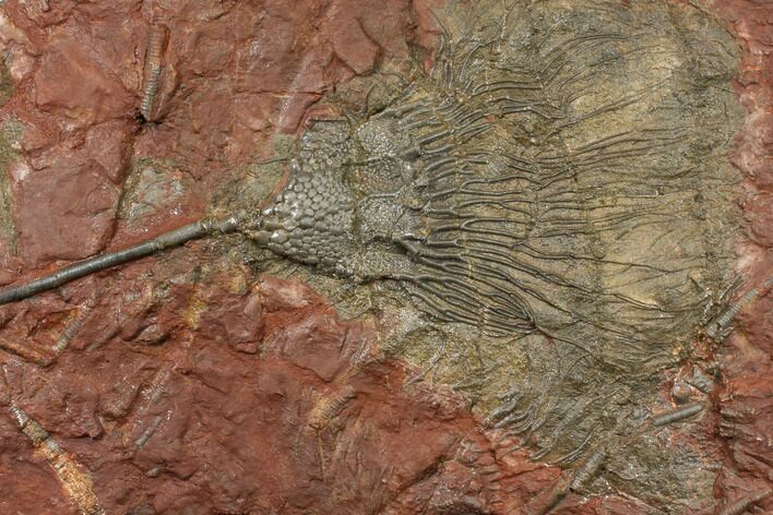 Silurian Fossil Crinoid (Scyphocrinites) Plate - Morocco #134276